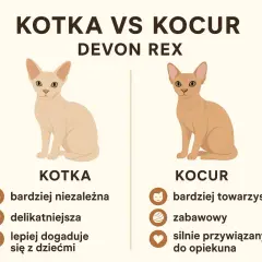 Porównanie Devon Rex: kotka jest bardziej niezależna, delikatniejsza i lepiej dogaduje się z dziećmi, a kocur jest bardziej towarzyski, zabawowy i silnie przywiązany do opiekuna.
