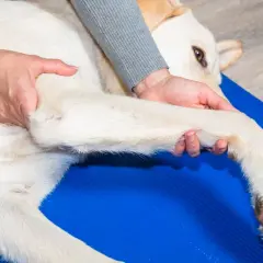 Fizjoterapeuta delikatnie masuje łapę psa, pomagając złagodzić objawy zapalenia stawów.