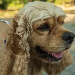 Cocker spaniel o łagodnym spojrzeniu, z długimi, falującymi uszami. Jego radosny charakter widać w lekko uchylonym pysku.