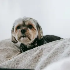 Słodki shih tzu sam w domu, leżący na kanapie, z czujnym spojrzeniem.