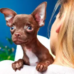 Mały, brązowy chihuahua na ramieniu dziewczyny. Zastanawiasz się, ile żyje chihuahua miniaturka? Te małe pieski potrafią żyć długo!