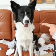 Pies, który szczeka na wszystko, siedzi na kanapie wśród porozrzucanego papieru toaletowego. Właściciel wskazuje palcem na winowajcę.