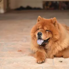 Puszysty chow chow z językiem na wierzchu, zrelaksowany na płytkach. Jego waga jest idealna do przytulania.