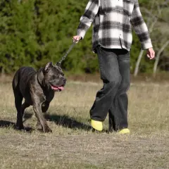 Mocny cane corso z człowiekiem na spacerze po łące. Piesek wesoło macha ogonem, a jego opiekun idzie obok.