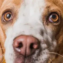 Zbliżenie na pysk psa rasy beagle. Widać jego brązowe oczy, jedno z nich lekko zaczerwienione, oraz wilgotny, różowy nos.