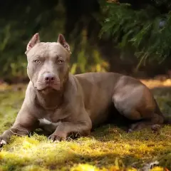 Potężny pies rasy pitbull o brązowej sierści leży na trawie w lesie, z uwagą obserwując otoczenie.