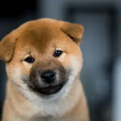 Uroczy szczeniak rasy Shiba Inu, który wygląda jak mały piesek jak niedźwiedź, z zaciekawieniem spogląda w obiektyw.