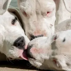 Trzy białe szczenięta Dogo Argentino, które często pojawiają się na listach 10 najgroźniejszych psów na świecie, bawią się ze sobą.