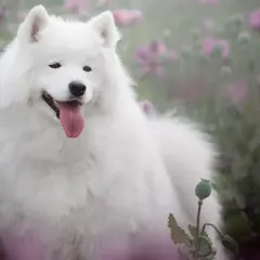 Uśmiechnięty biały pies rasy Samoyed w kwitnącym polu maków.
