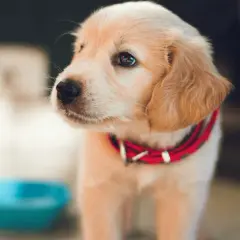 Uroczy, 6 tygodniowy szczeniak golden retriever w czerwonej obroży czeka przy niebieskiej miseczce.