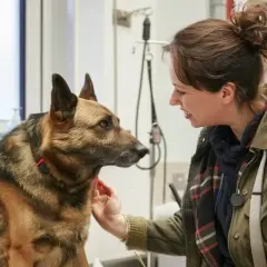 Weterynarz uspokaja owczarka niemieckiego z podwyższonym tętnem. Pies wygląda na zaniepokojonego, ale ufnie patrzy na kobietę.