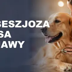 Weterynarz bada psa, na ekranie tekst: BABESZJOZA U PSA OBJAWY.