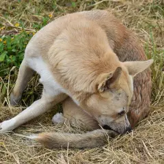 Pies w trawie gryzie swój ogon. Czy wszy z psa mogą przejść na człowieka? To pytanie nurtuje wielu właścicieli czworonogów.