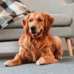 Złoty retriever leży na dywanie obok kanapy. Dowiedz się, jak nauczyć psa zostawać samemu w domu, aby Twój pupil czuł się bezpiecznie.