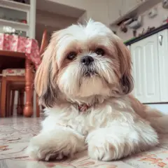 Uroczy shih tzu czeka na swoje domowe jedzenie. W tle widać kuchnię i stół.