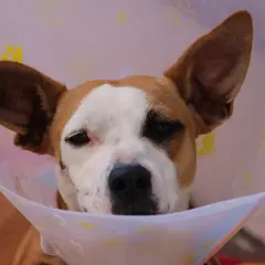 Smutny piesek w kołnierzu po zabiegu. Kiedy sterylizacja suki, taki widok jest częsty.