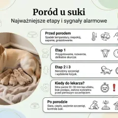 Szczęśliwa suka labrador z nowo narodzonymi szczeniętami. Obrazek przedstawia etapy porodu u suki i sygnały alarmowe.