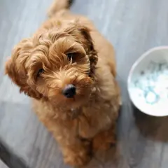 Urocza mieszanka pudla z labradorem, z puszystą, rudą sierścią, siedzi na podłodze obok różowej zabawki i miseczki.
