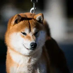 Shiba inu o rudych i białych kolorach sierści, z czarnym nosem, na smyczy.