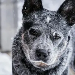 Zimowy portret blue heeler w śniegu. Pies ma piękne, bystre oczy i charakterystyczne umaszczenie.