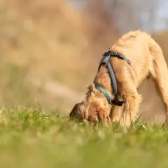 Brązowy piesek w szelkach pochyla się nad trawą, badając ją. Może pies je swoje odchody, ale wygląda na to, że po prostu węszy.