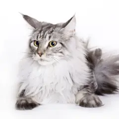 Piękny szary kot rasy Maine Coon, który żyje długo, z bujną grzywą i puszystym ogonem, leży na białym tle.