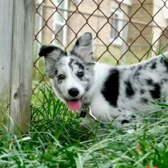 Szczeniak border collie z pięknym, marmurkowym umaszczeniem merle, wychyla się z trawy przy drewnianym płocie.
