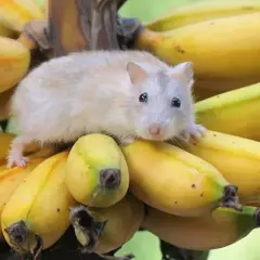 Mały, puszysty chomik siedzi na kiści bananów. Czy chomiki mogą jeść banany? Ten wygląda, jakby chciał się przekonać!