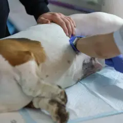 Weterynarz bada sukę po sterylizacji, sprawdzając odruchy kopulacyjne.