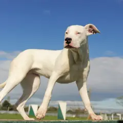Młody dog argentyński, o wadze około 30 kg, stoi na drewnianej belce na tle błękitnego nieba.