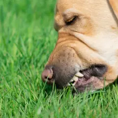 Złoty labrador gryzie trawę. Czy to pytanie "dlaczego pies je trawę" ma odpowiedź w jego zachowaniu?