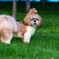 Uroczy shih tzu z puszystym ogonem i kokardką na głowie, emanujący łagodnym usposobieniem, stoi na zielonej trawie.