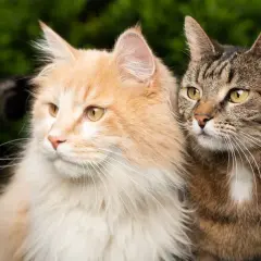 Dwa koty w domu: rudy, puszysty kocur i pręgowany dachowiec.