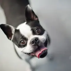 Boston terrier z językiem na wierzchu, patrzący w górę. Czy psy się uśmiechają? Ten wygląda na szczęśliwego!