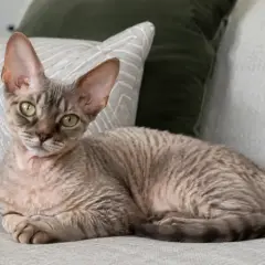 Uroczy devon rex sam w domu, leżący na kanapie wśród poduszek, z charakterystycznymi dużymi uszami i falowaną sierścią.