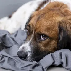 Smutny piesek leży na szarym kocu. Może potrzebuje wody utlenionej dla psa na skaleczenie?