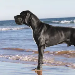 Czarny dog niemiecki, imponujący wzrostem, stoi na brzegu morza.
