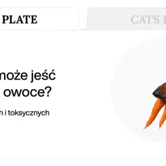 Jamnik z marchewką w pysku. Dowiedz się, jakie warzywa może jeść pies, by jego dieta była bezpieczna i zdrowa.