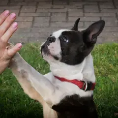 Boston terrier charakter: pies podaje łapę, patrząc z ufnością.