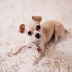Mały, beżowy piesek rasy chihuahua leży na puszystym, białym dywanie. Ma duże, ciemne oczy i sterczące uszy.