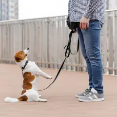 Jack Russell na smyczy, z nosem zadartym do góry, jakby miał ocd u psa. Stoi na dwóch łapach, patrząc na swojego pana.