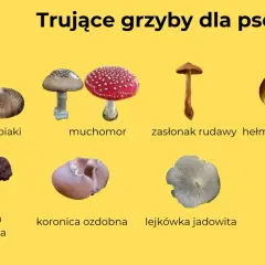 Czy pies może jeść grzyby? Grafika pokazuje trujące grzyby, których należy unikać, np. muchomory, strzępiaki, piestrzenice.