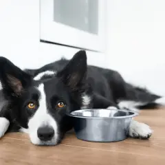 Smutny border collie krótkowłosy leży obok pustej miski, czekając na jedzenie.