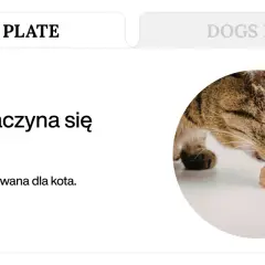 Kot zajada się gotowanym kurczakiem. Dowiedz się, co gotować kotu, by był zdrowy.