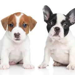 Dwa szczenięta siedzą obok siebie. Po lewej Jack Russell Terrier, po prawej buldożek francuski. Oba to urocze pieski.