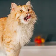 Puszysty rudy kot z językiem na wierzchu, jakby zastanawiał się, czy kot może jeść masło.