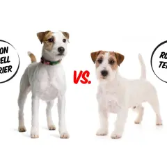 Dwa psy rasy jack russell parson terrier stoją obok siebie, porównując swoje cechy.