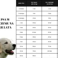 Tabela porównująca wiek psa w ludzkich latach, zależnie od jego wielkości. Kiedy pies jest dorosły, jego wiek w ludzkich latach jest różny.