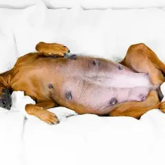Brzuchatej suczce Rhodesian Ridgeback leżącej na plecach widać, ile pies chodzi w ciąży.