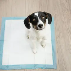 Uroczy piesek siedzi na macie, ucząc się jak nauczyc psa sikac na mate.